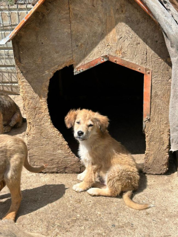 Photo #3 de Papillon