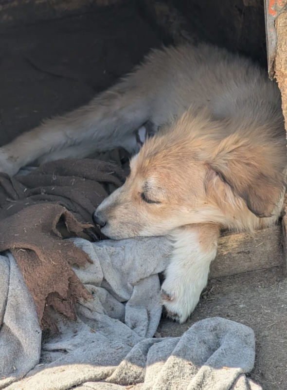 Photo #1 de Papillon