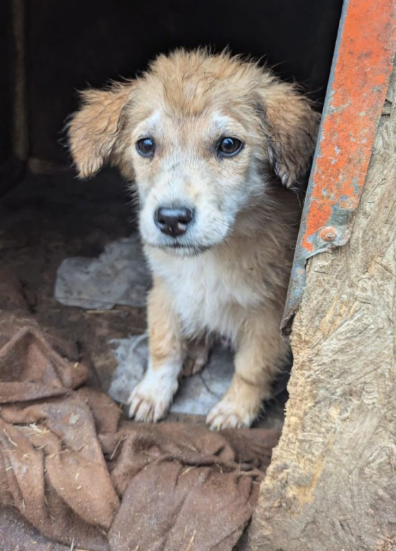 Photo #5 de Papillon