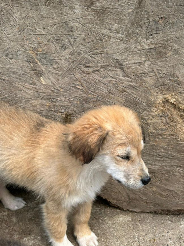 Photo #4 de Papillon