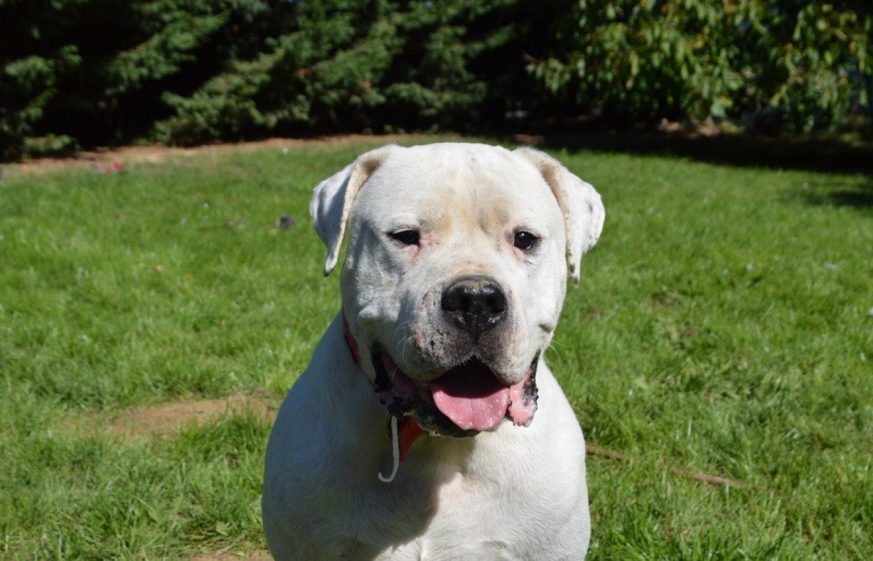 Max dit panchito - Chien Dogue Argentin à adopter