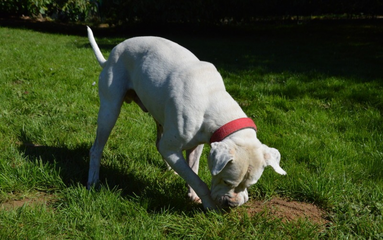 Max dit panchito - Chien Dogue Argentin à adopter - photo 2