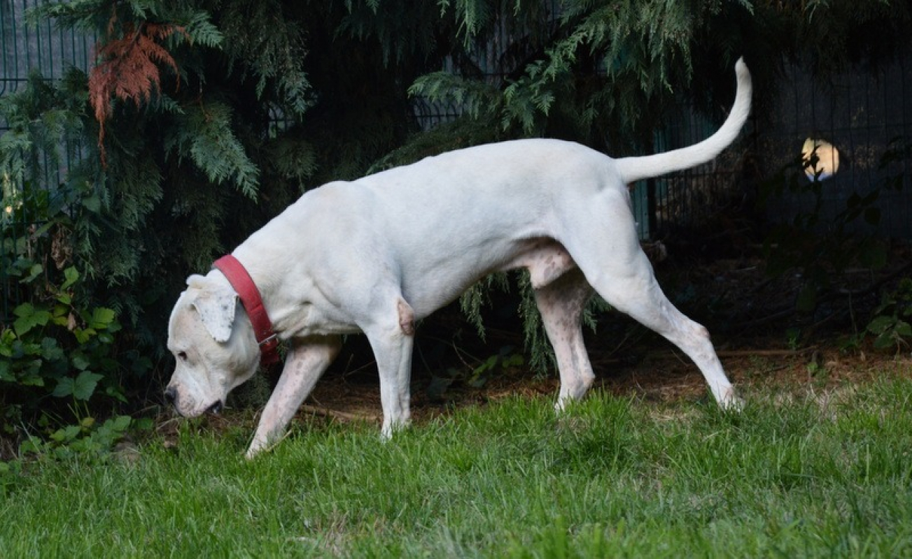 Max dit panchito - Chien Dogue Argentin à adopter - photo 3