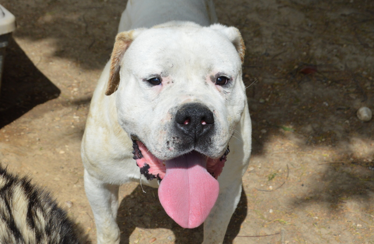 Max dit panchito - Chien Dogue Argentin à adopter - photo 4
