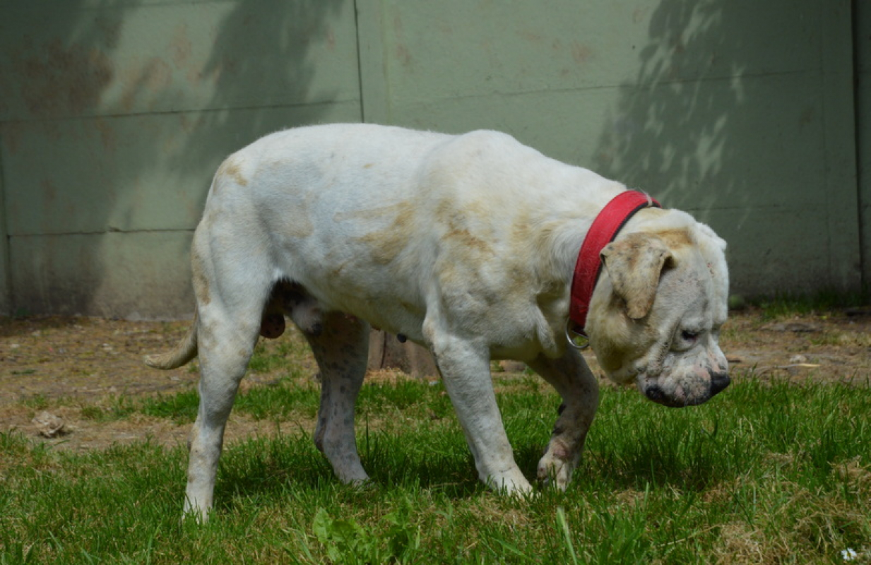 Max dit panchito - Chien Dogue Argentin à adopter - photo 5