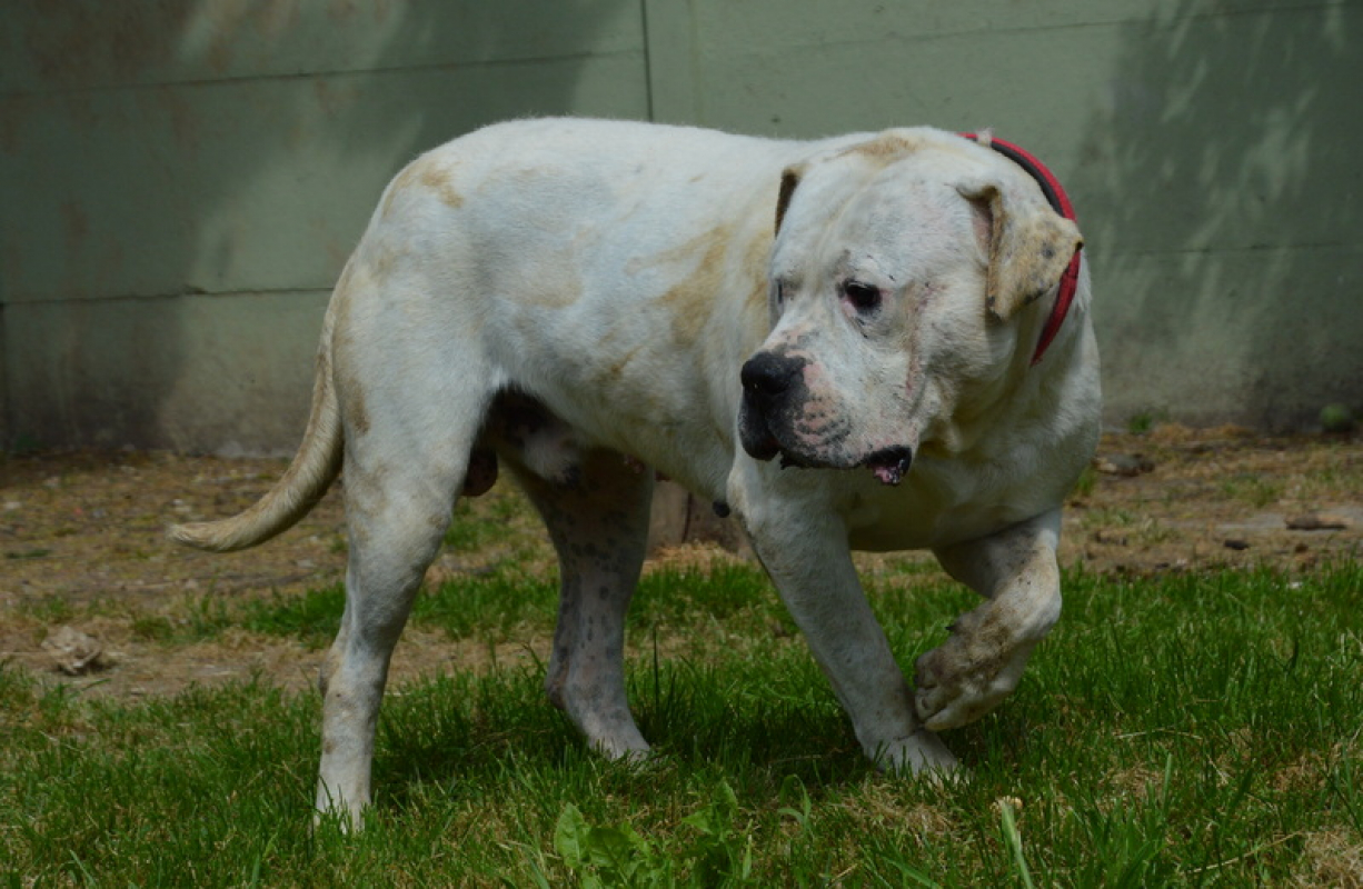 Max dit panchito - Chien Dogue Argentin à adopter - photo 6