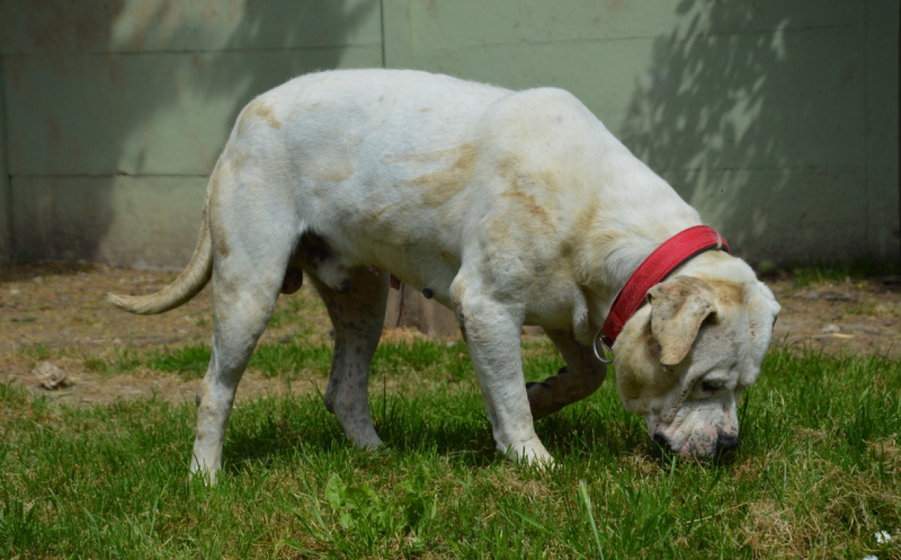 Max dit panchito - Chien Dogue Argentin à adopter - photo 7