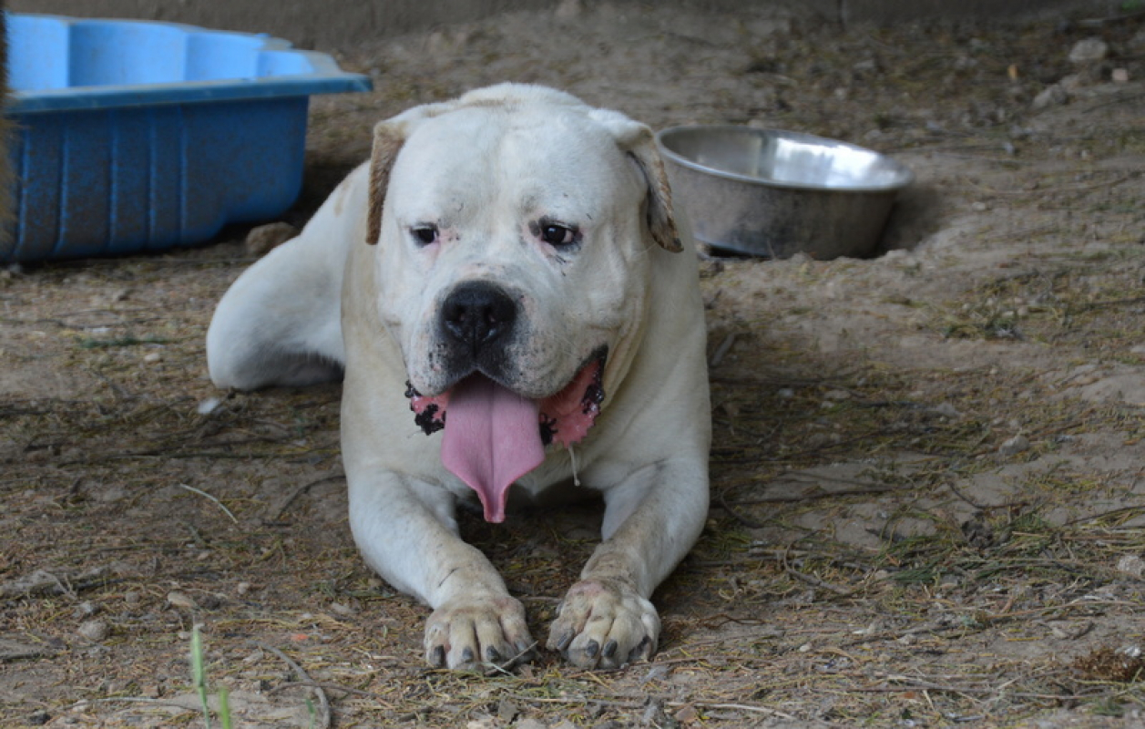 Max dit panchito - Chien Dogue Argentin à adopter - photo 8
