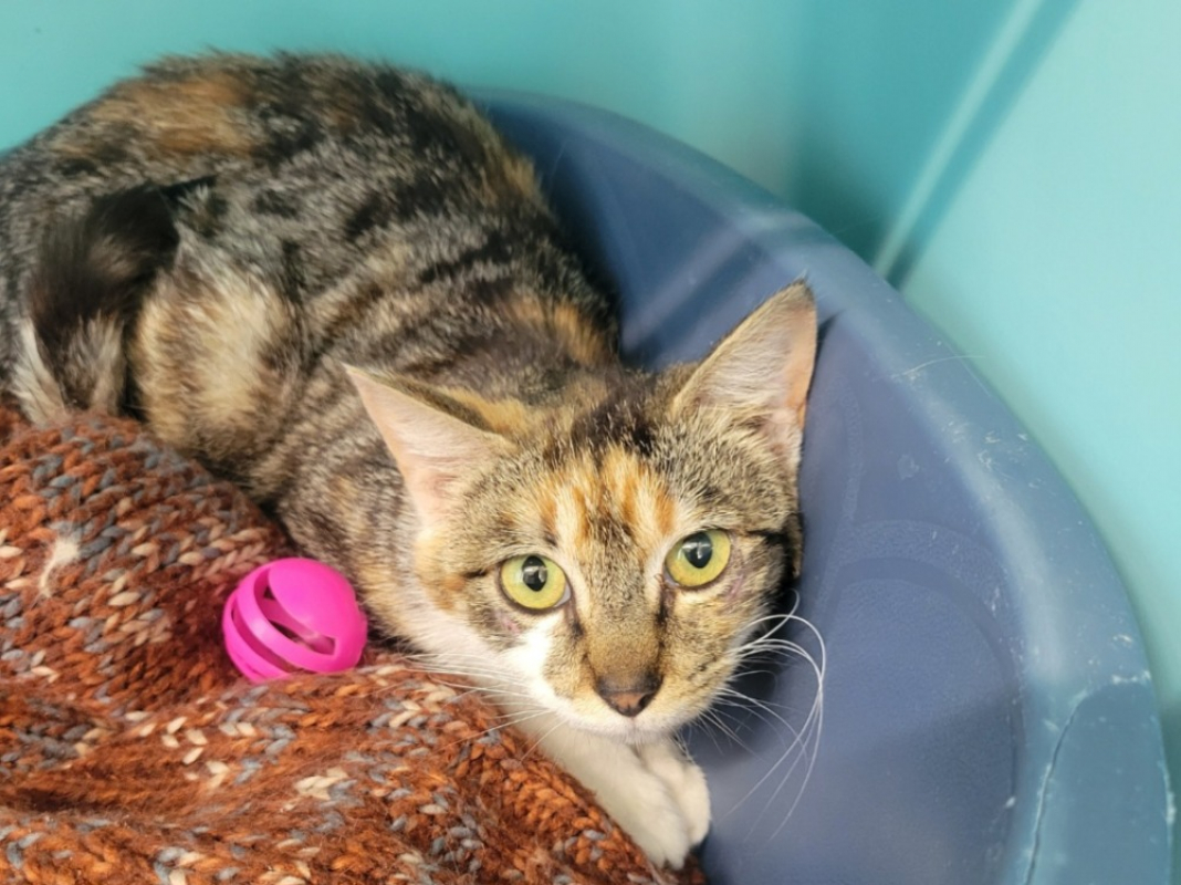 Vierge - Chat Européen à adopter