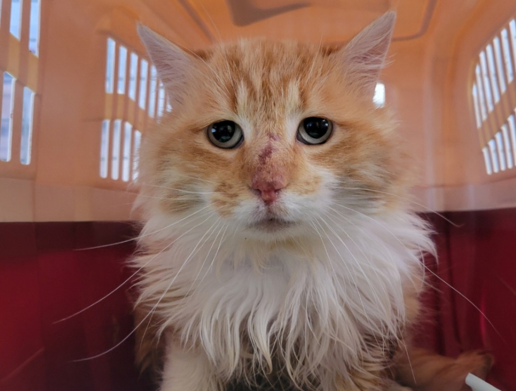 Lion - Chat Européen à adopter