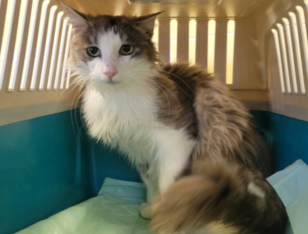 Gémeaux - Chat Européen à adopter