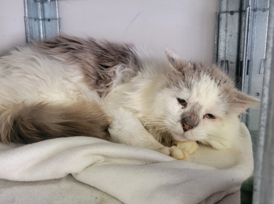 Verseau - Chat Européen à adopter