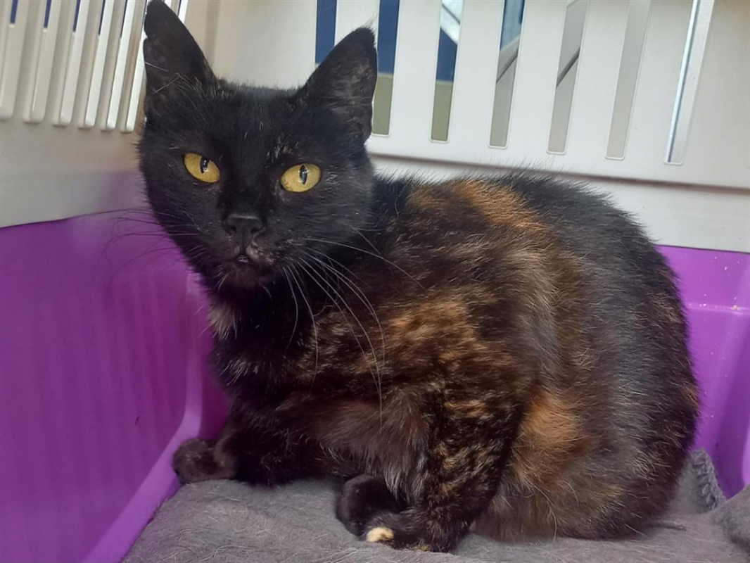 Photo #1 de Tortille qct