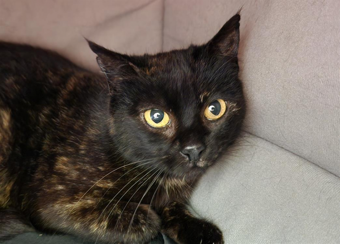 Photo #2 de Tortille qct