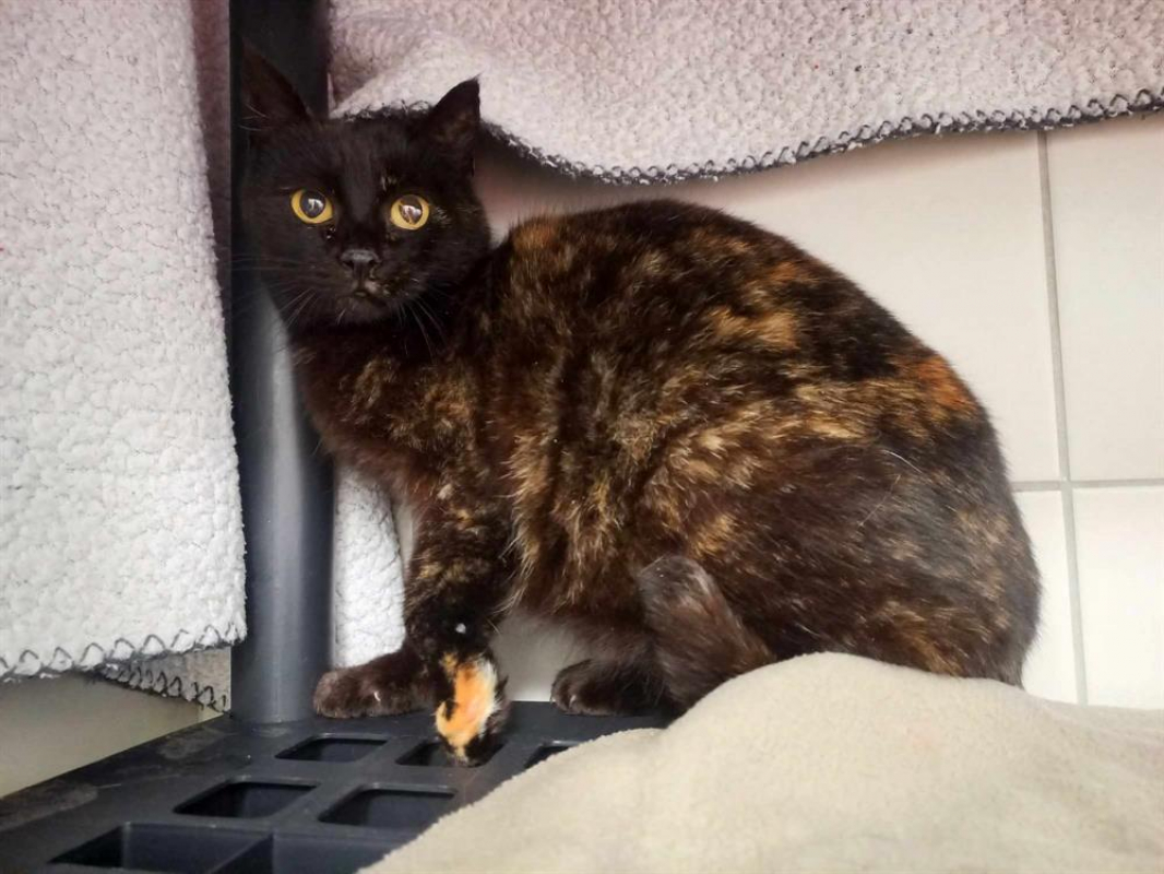 Photo #3 de Tortille qct