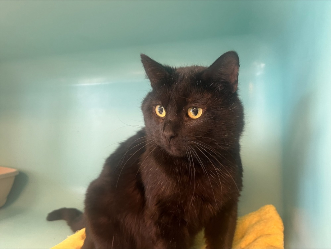 Photo #1 de Auahinui