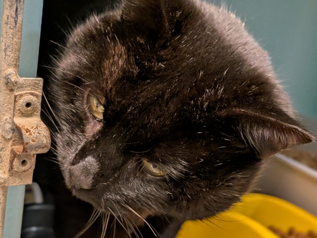 Photo #2 de Auahinui