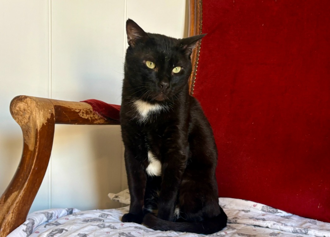 Kedavra - Chat Européen à adopter - photo 2