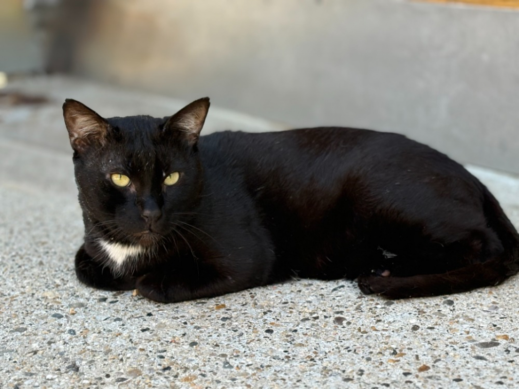 Kedavra - Chat Européen à adopter - photo 3