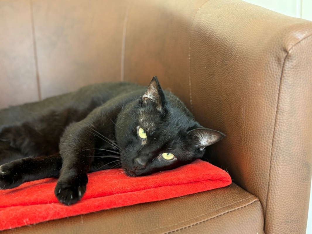 Kedavra - Chat Européen à adopter - photo 4