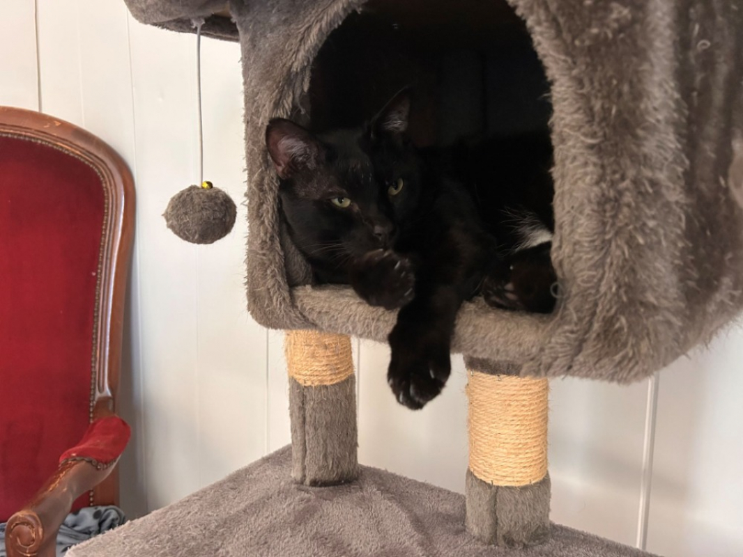 Kedavra - Chat Européen à adopter - photo 5