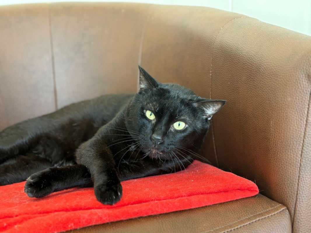 Kedavra - Chat Européen à adopter - photo 6