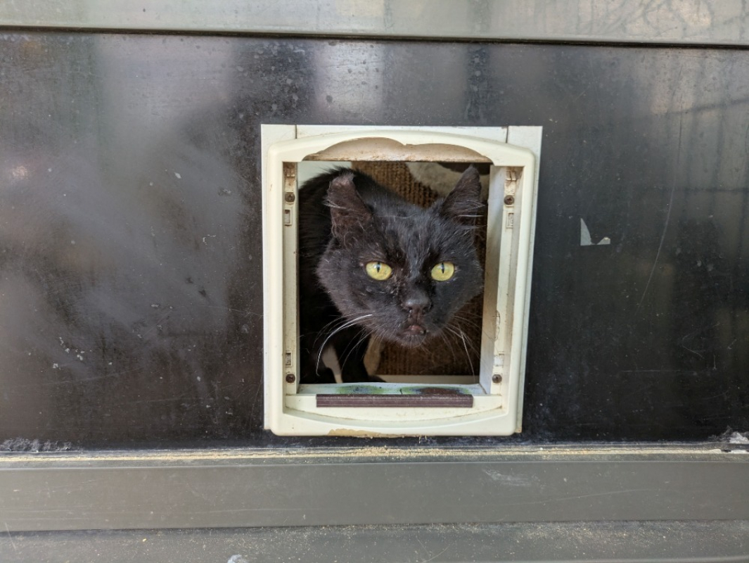Radoudouille - Chat à adopter - photo 2