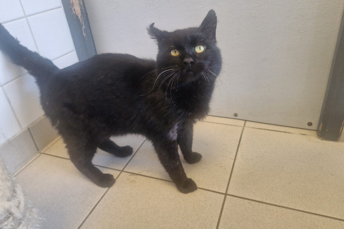 Radoudouille - Chat à adopter - photo 3