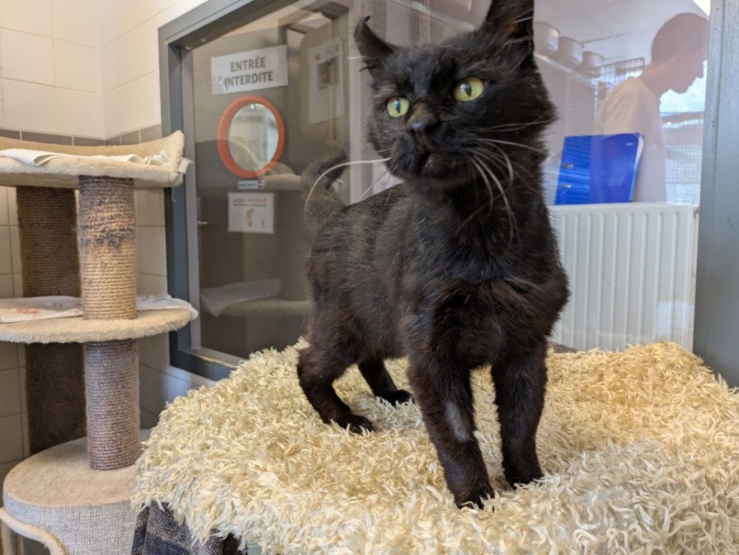 Radoudouille - Chat à adopter