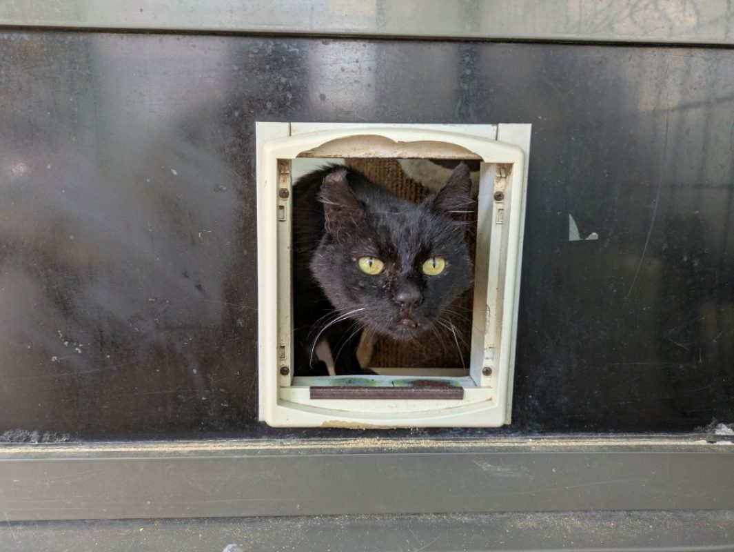 Radoudouille - Chat à adopter - photo 2