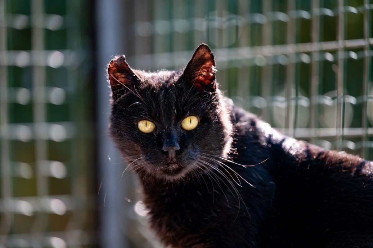 Radoudouille - Chat à adopter