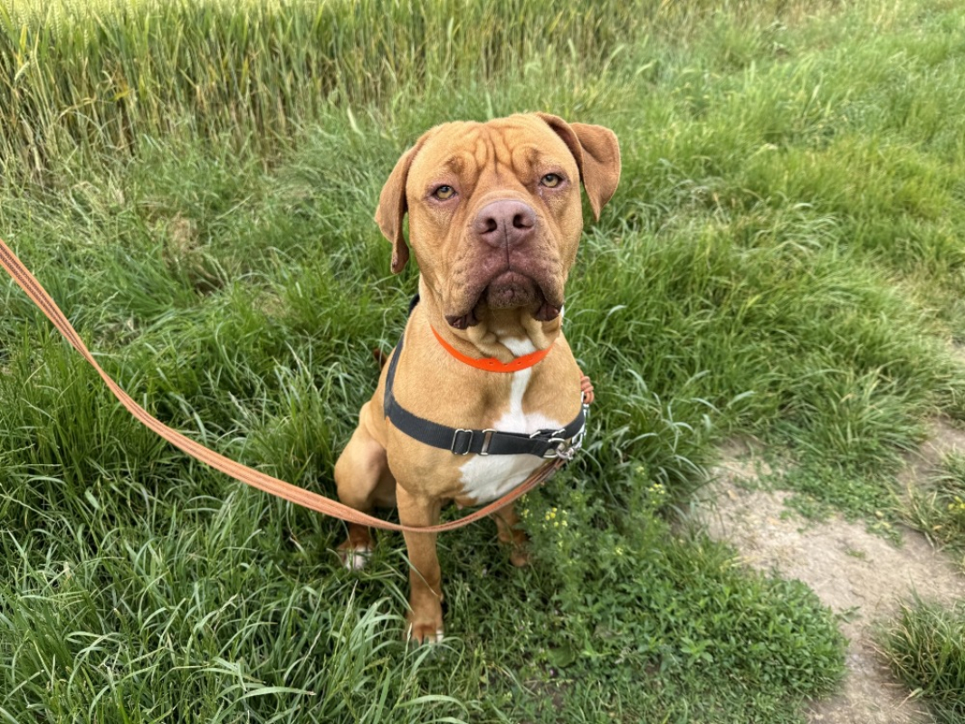 Yuna - Chien à adopter