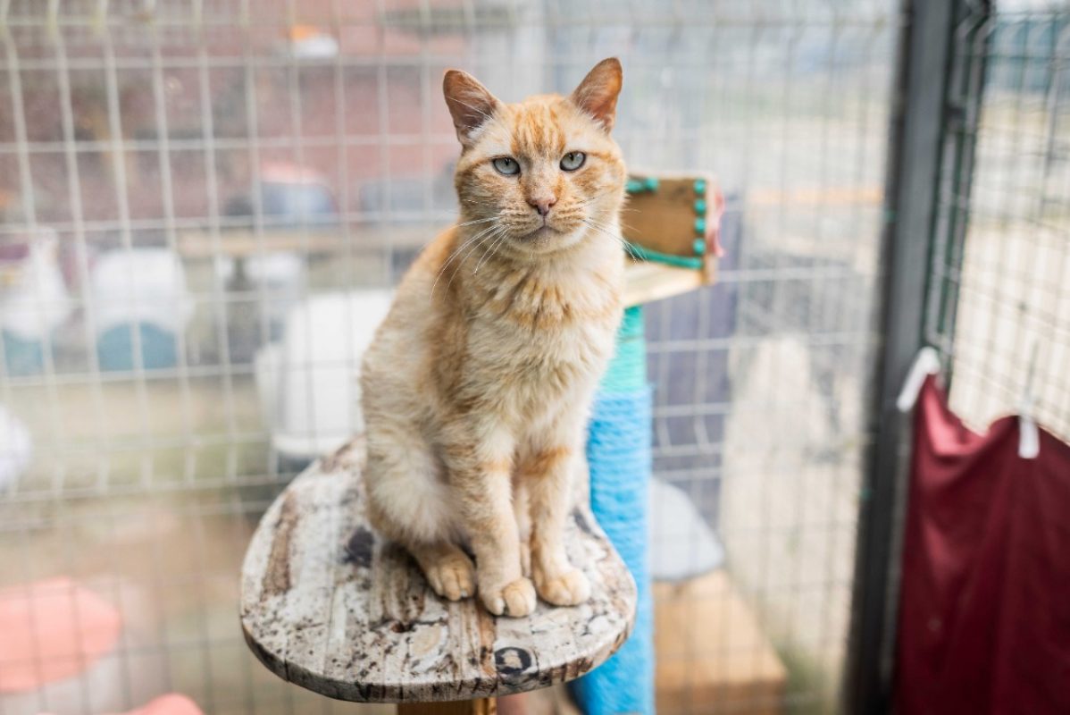 Linotte - Chat Européen à adopter