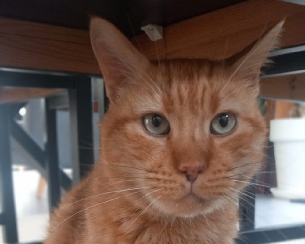 Linotte - Chat Européen à adopter - photo 2