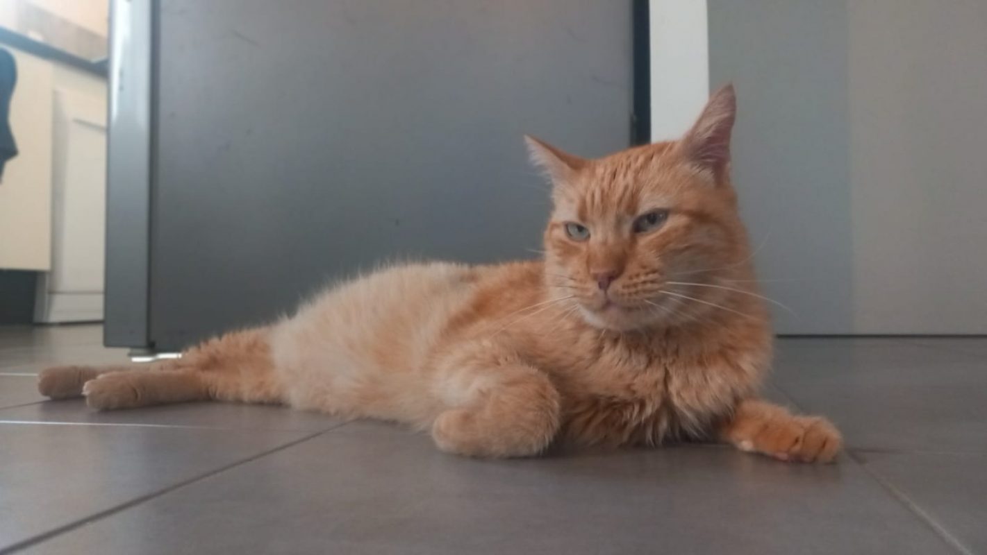 Linotte - Chat Européen à adopter - photo 3
