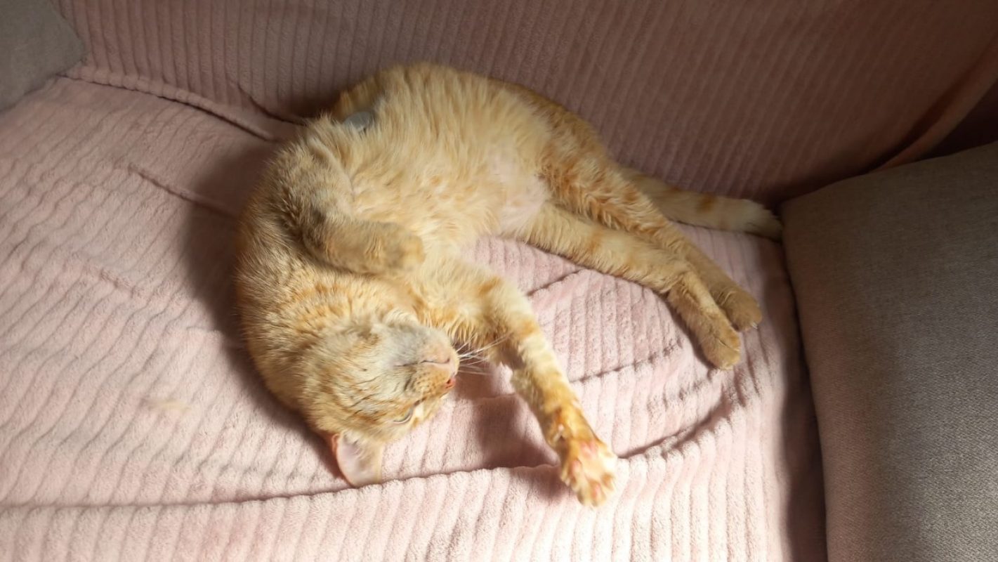 Linotte - Chat Européen à adopter - photo 4