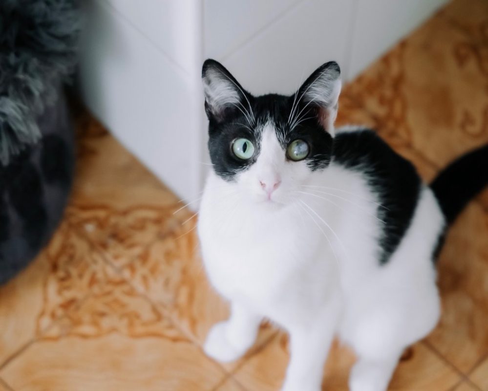 Litichi - Chat Européen à adopter