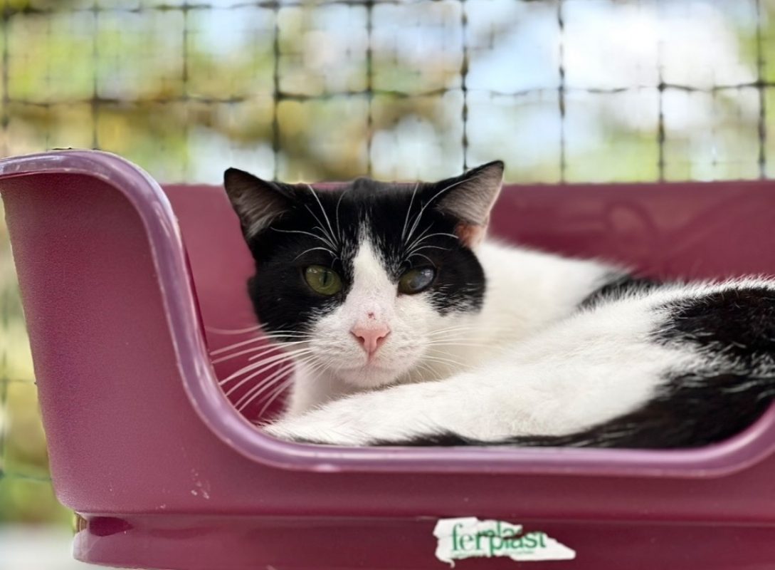 Litichi - Chat Européen à adopter - photo 2