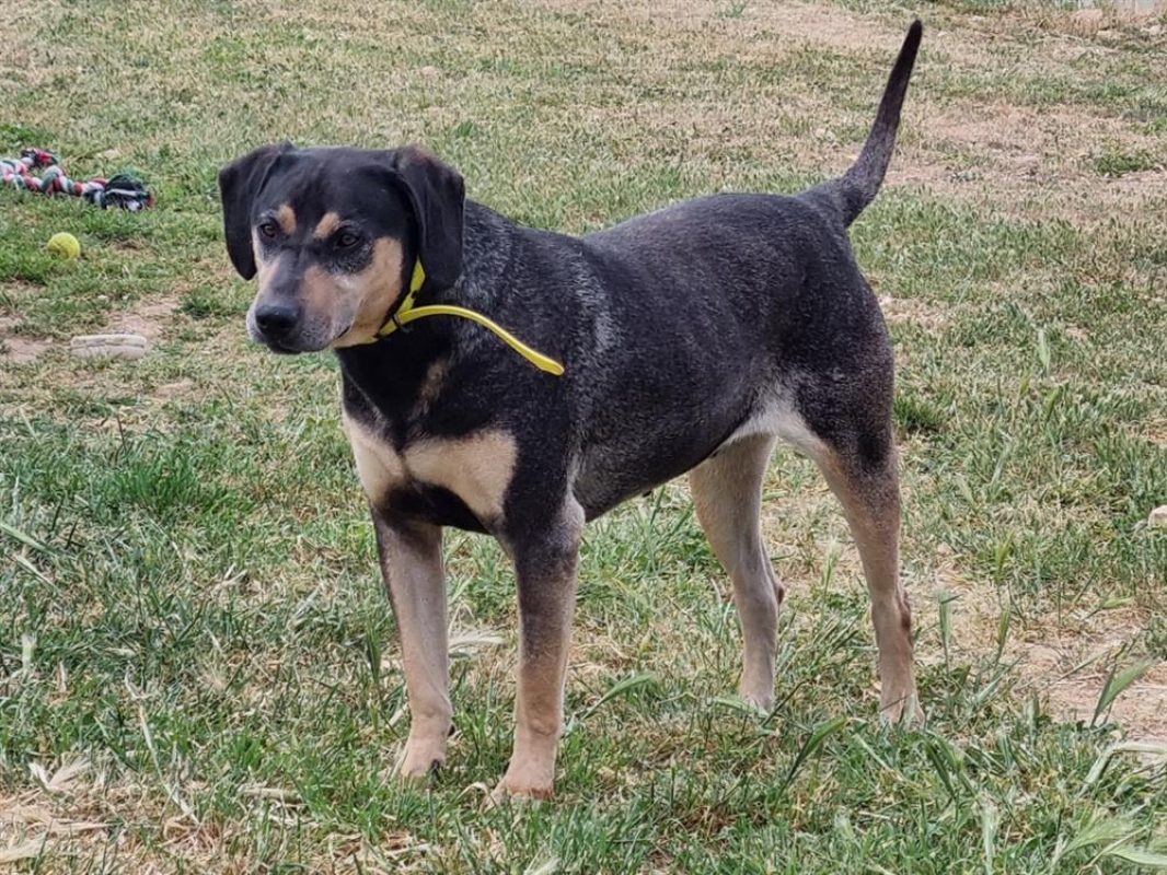 Livio - Chien à adopter