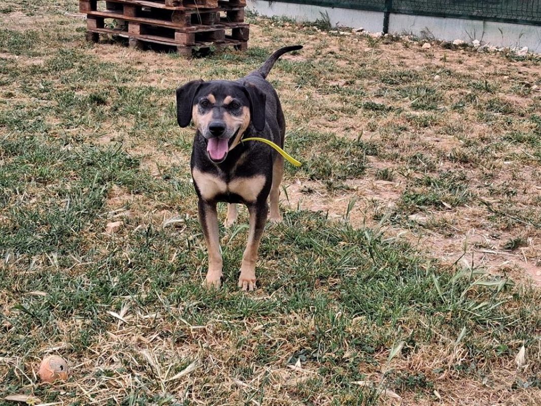 Livio - Chien à adopter - photo 2