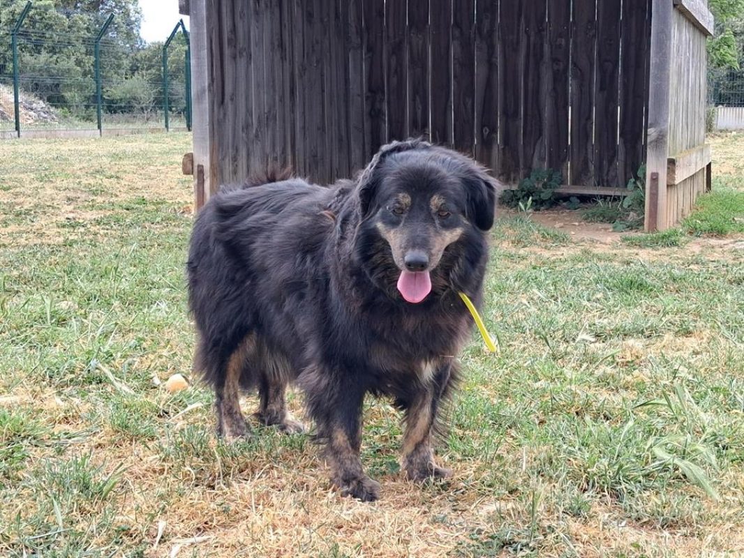 Alba - Chien à adopter