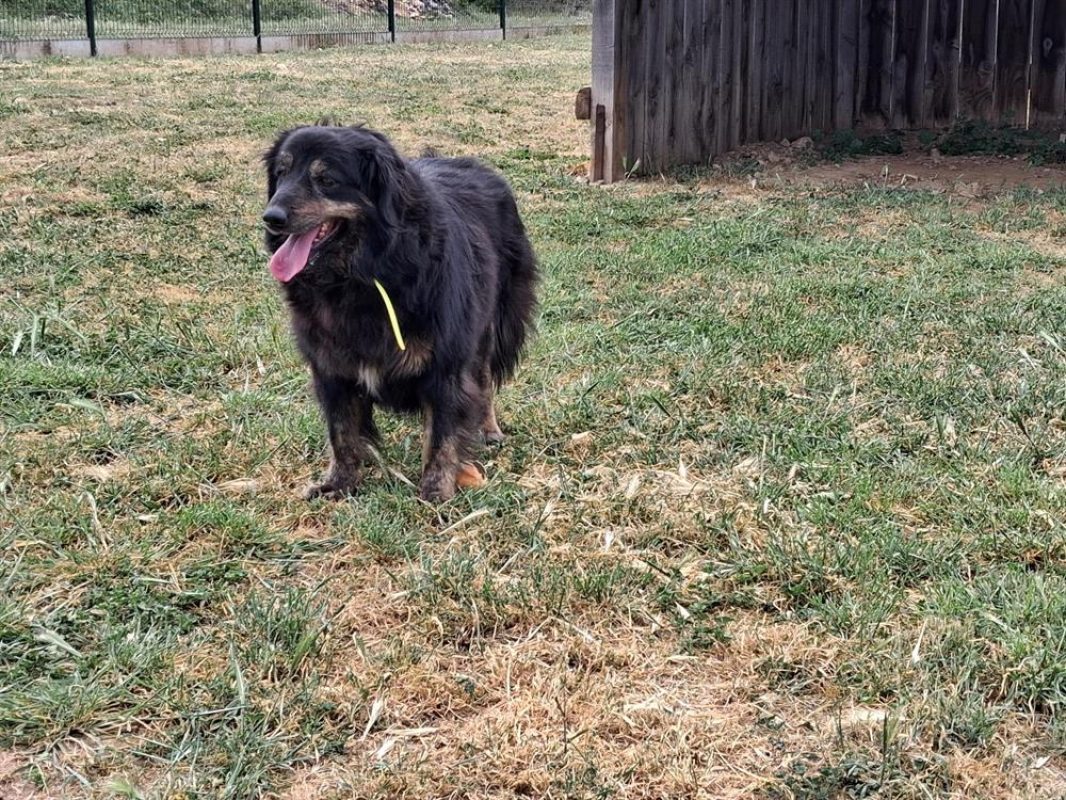 Alba - Chien à adopter - photo 2