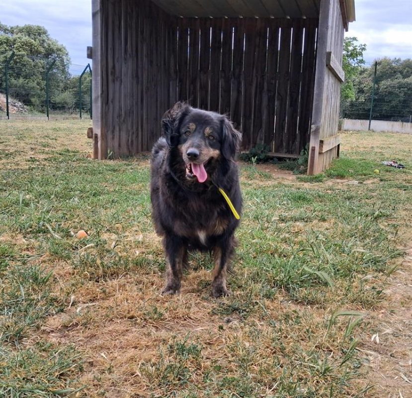 Alba - Chien à adopter - photo 3