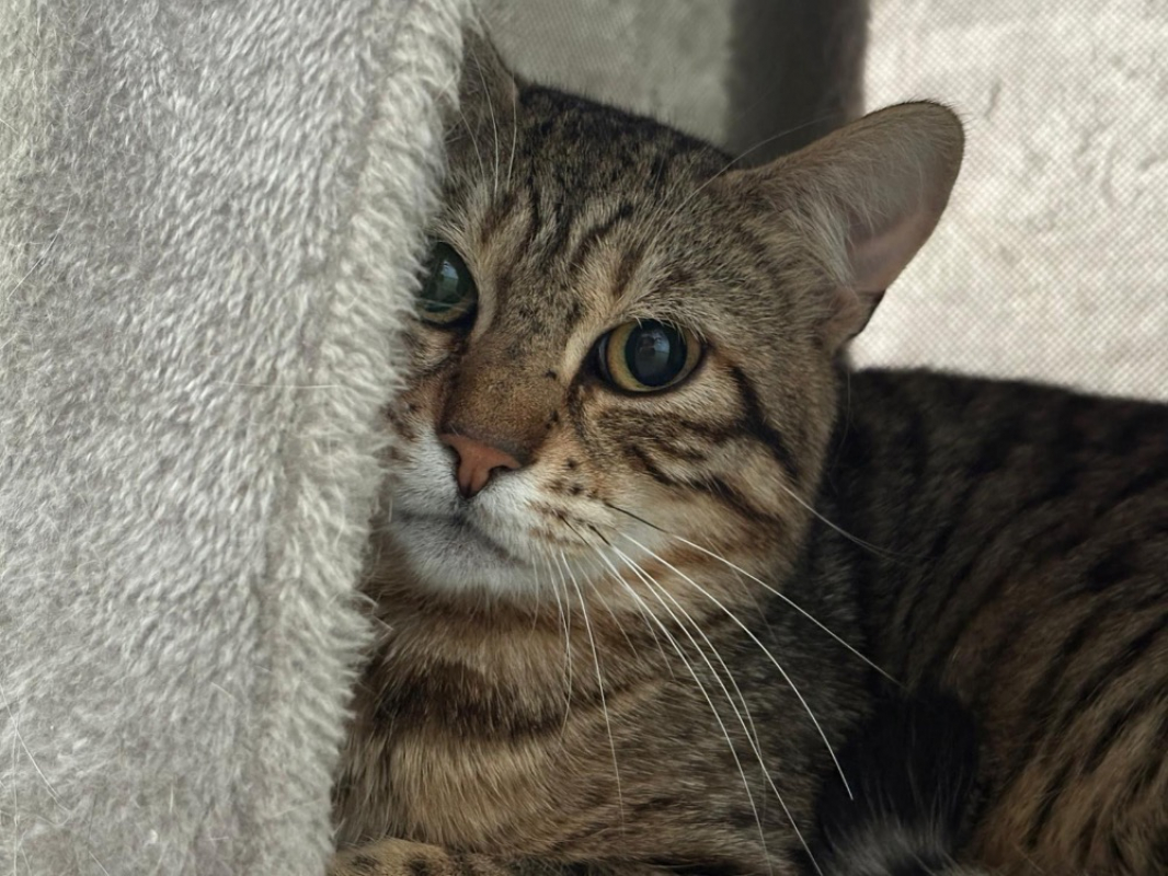 Photo de Coco
