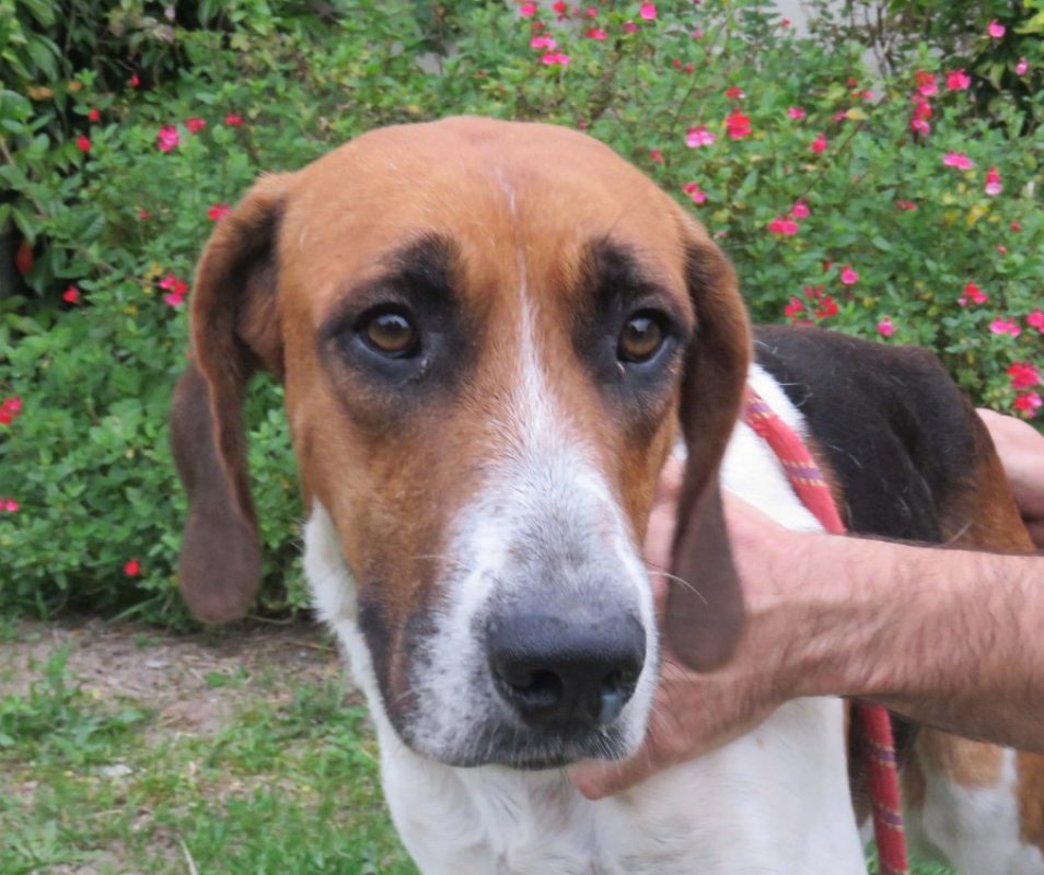 Anglade - Chien Anglo-Français de Petite Vènerie à adopter