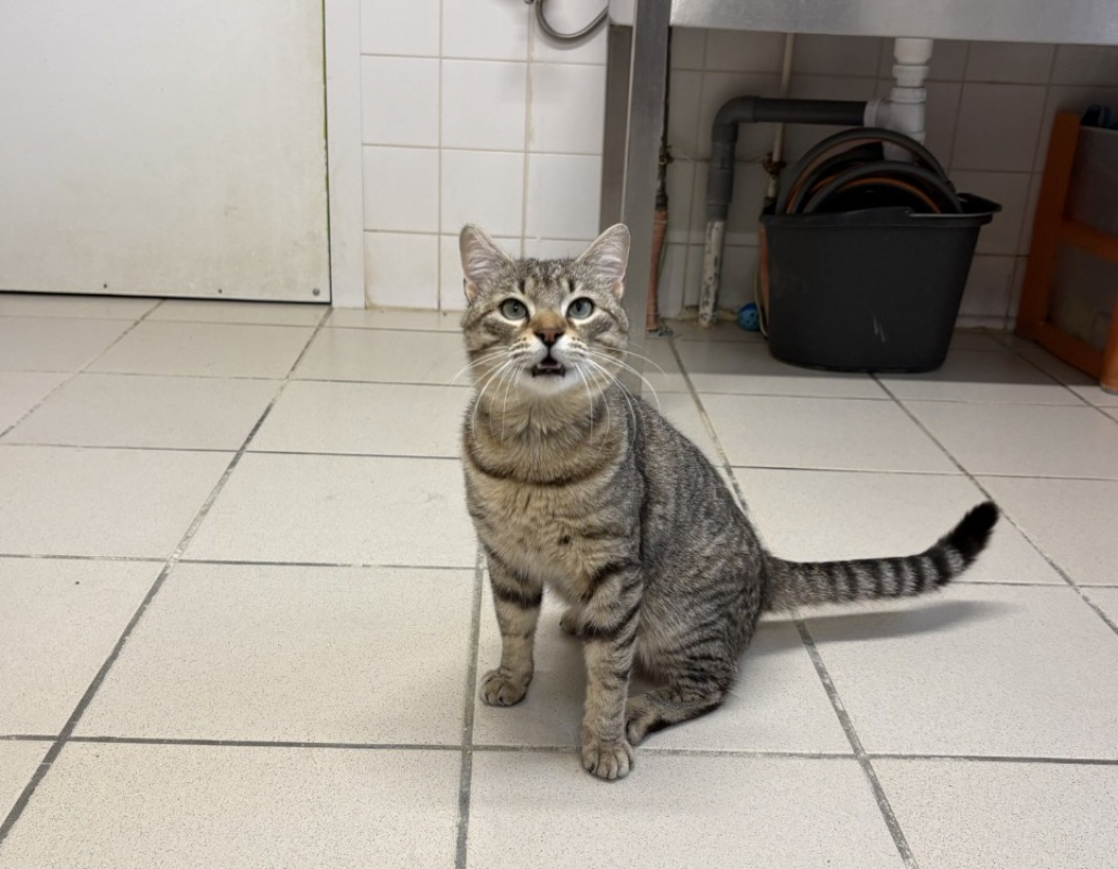 Photo #1 de Manneken