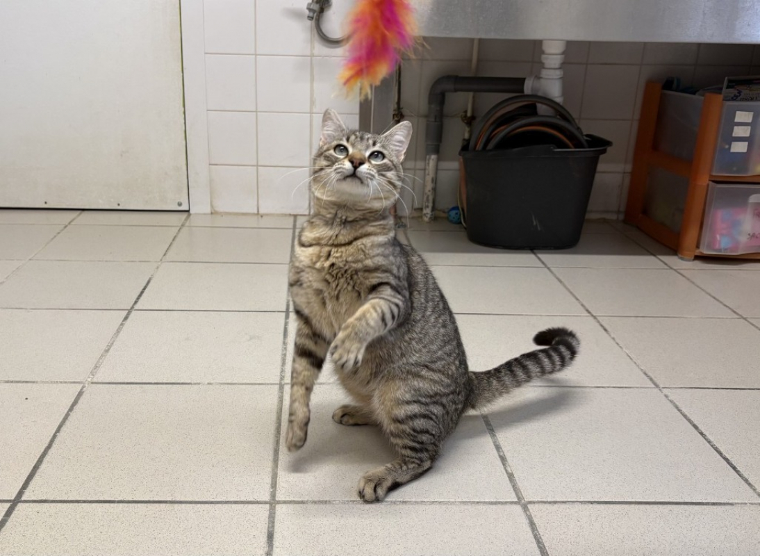 Photo #2 de Manneken