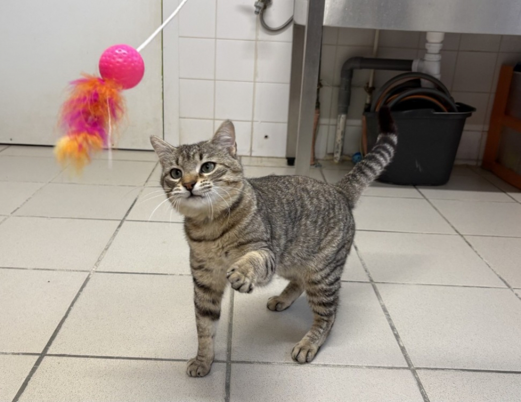 Photo #3 de Manneken