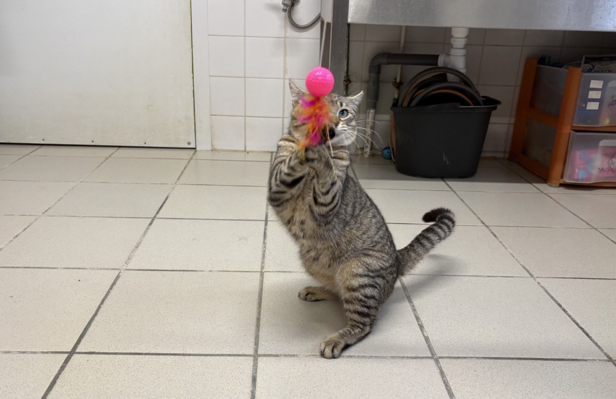 Photo #4 de Manneken