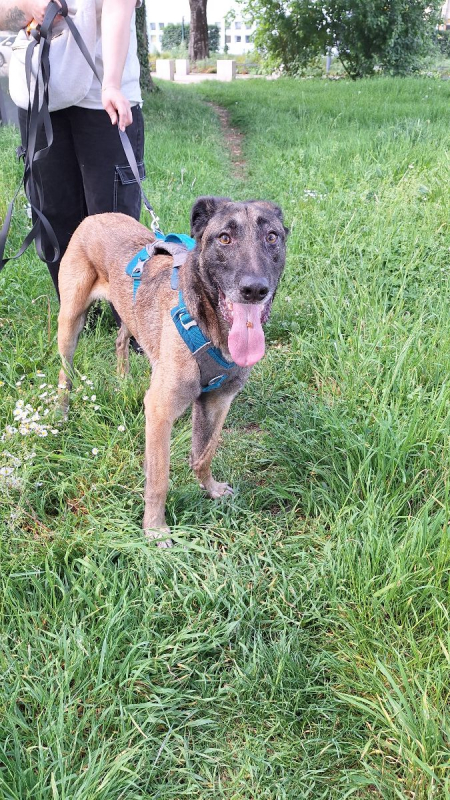 Photo #3 de Ursu (SOS)